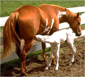 <ul><li><p>White will not cross back of horse between withers and tail</p></li><li><p>At least one leg is dark</p></li><li><p>White is irregular and scattered or splashy</p></li><li><p>Head markings often bald-faced, apron-faced</p></li><li><p><span style="color: red"><strong>Lethal white syndrome</strong></span></p><ul><li><p><span style="color: red"><strong>Foals homozygous for this mutated gene have undeveloped nerves to the GI tract usually die painfully within 72 hours</strong></span></p></li><li><p><span style="color: red"><strong>Heterozygous ok</strong></span></p></li><li><p><span style="color: red"><strong>Often humanely euthanized</strong></span></p></li></ul></li><li><p>Stock, pleasure, show, racing</p></li></ul><p></p>
