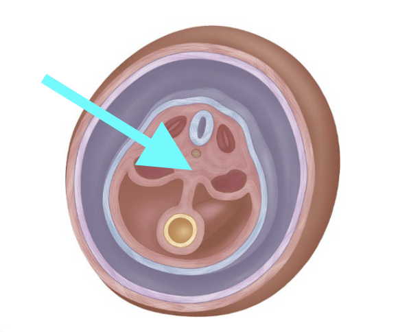 <p>What structure is shown?</p>