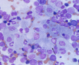 <p>What does this image show?</p>