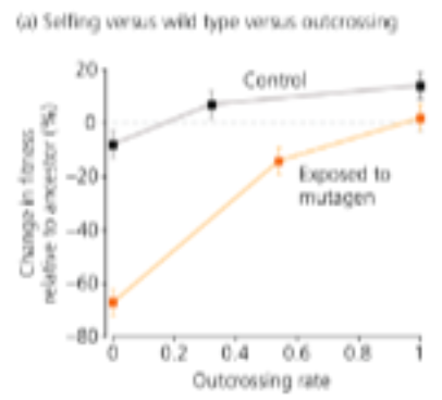 <p><span style="color: #000000"> In the experiment represented by the graph, the control line (not exposed to a mutagen) shows relatively little change in fitness when outcrossing rates increase, but the line exposed to a mutagen gain significant fitness when outcrossing rates increase - why?</span><span style="color: #000000"><br></span><span style="color: #000000">A. Asexual reproduction allows for greater accumulation of deleterious mutations in a population, and this cost of asexual reproduction increases when mutation rates increase</span><span style="color: #000000"><br></span><span style="color: #000000">B. Asexual reproduction does not allow for novel allele combinations to fight pathogens, and the threat of pathogens is higher when mutation rates are higher</span><span style="color: #000000"><br></span><span style="color: #000000">C. Sexual reproducers are always more fit than asexual reproducers, even when mutation rates are low</span><span style="color: #000000"><br></span><span style="color: #000000">D. A&amp;B</span><span style="color: #000000"><br></span><span style="color: #000000">E. None of these</span></p>