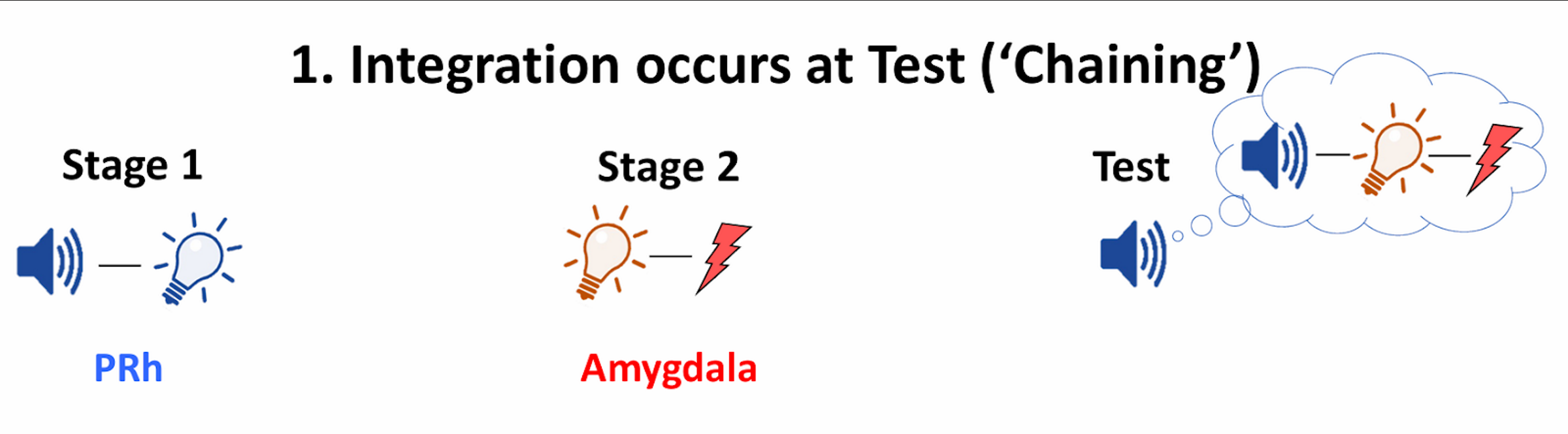 <p>PRh &amp; Amygdala interaction in chaining</p>