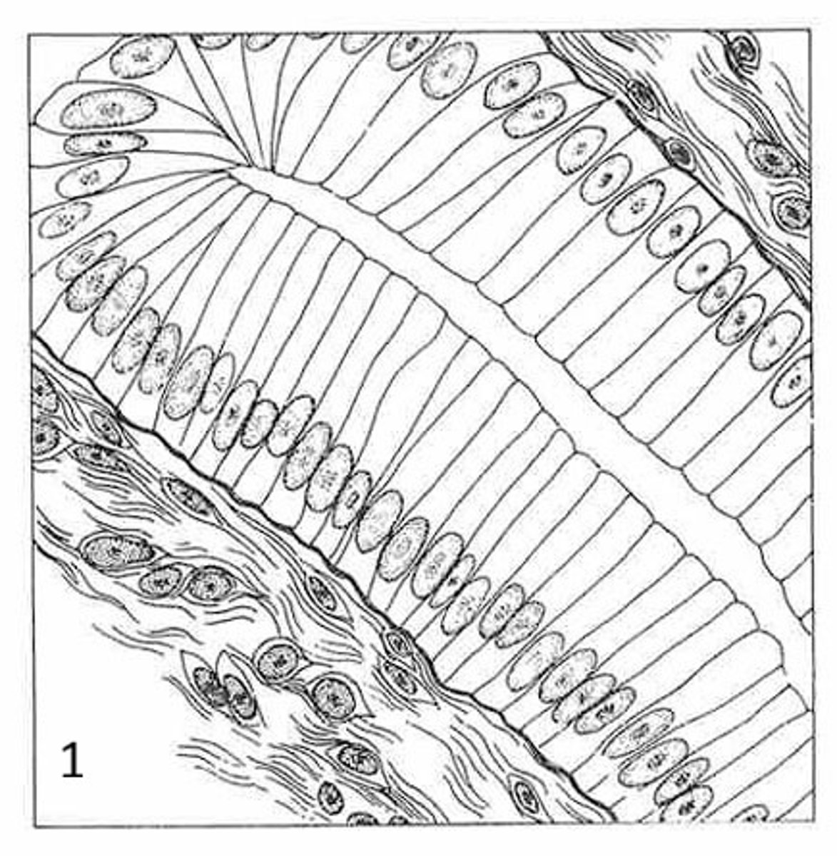 <p>what is the name of this tissue?</p>