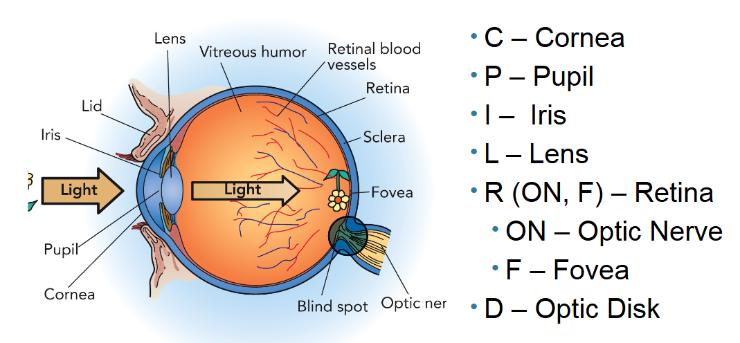 <p>The optic disk is the point on the retina where the optic nerve fibers exit the eye. This produces a blind spot because there are no photoreceptors at that spot. </p>