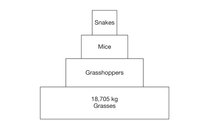 <p>Based on the diagram, which group of organisms would be considered herbivores?</p><p></p><p>A) Snakes</p><p>B) Mice</p><p>C) Grasshoppers</p><p>D) Grasses</p>