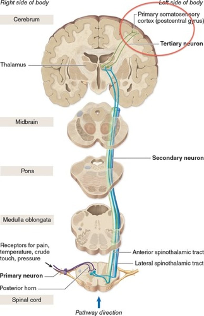 <p>One of the smaller tracts of the anterolateral system.</p><p>- passes up the anterior and lateral columns of the spinal cord</p><p>carries signals for pain, pressure, temp, light touch, tickle, and itch</p><p>first order neurons end in posterior horn</p><p>synapse with second order neurons which decussate to other side of spinal cord and form ascending spinothalamic tract</p><p>third order neurons continue from thalamus to cerebral cortex</p><p>sends signals to the contralateral cerebral hemisphere</p>