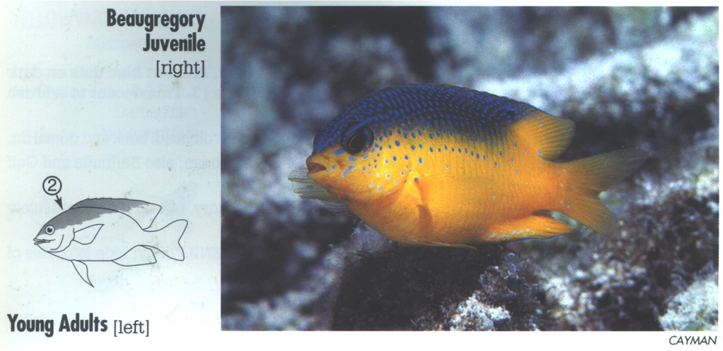 <p><span>JUVENILE: 2. Blue wash from snout across snape, down back and dorsal fin. No spot on upper base of tail. (Similar juvenile Cocoa has a spot.)</span></p>