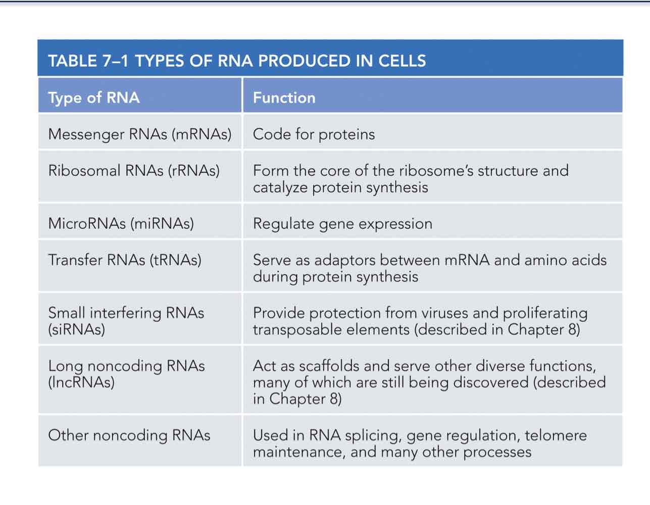 <p>List the most common types of RNA produced by transcription and identify those that</p><p>represent the final product of gene expression.</p>