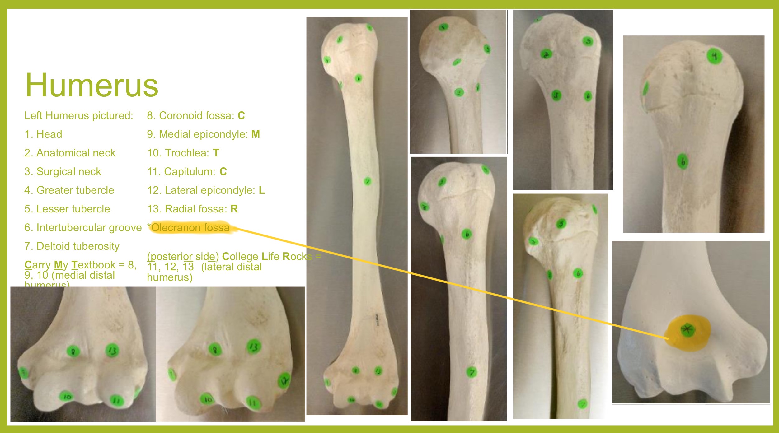 <p>olecranon fossa of humerus</p>