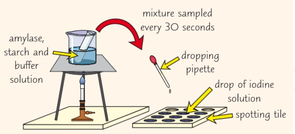<ol><li><p>Put a drop of iodine solution into every well of a spotting tile</p></li><li><p>Use a bunsen burner and heat the water till it is 35°C (use a thermometer to check + try to keep temperature constant throughout)</p></li><li><p>Use a syringe and add 1cm³ of amylase solution + 1cm³ of a buffer solution that has a pH of 2 to a test tube.</p></li><li><p>Using test tube holders put the tubes into a test tube holder + put the tube into a beaker with water + wait for 5 minutes</p></li><li><p>Next, use a different syringe + add 5cm³ of starch into a boiling tube</p></li><li><p>Immediately mix the contents of the boiling tube + start a clock</p></li><li><p>Record how long it takes for the amylase to break down all the starch by placing a spot of starch + buffer solution into a spotting tile every 30 seconds which can be seen when iodine solution changes back to browny-orange</p></li><li><p>Repeat the whole experiment with buffer solutions of different pH values to see how pH affects the time taken for the starch to be broken down</p></li></ol>