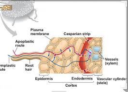 <p><span style="background-color: transparent;"><span>a narrow band of wax secreted by tightly packed Endodermal cells&nbsp;</span></span></p><ol><li><p><span style="background-color: transparent;"><span>Blocks apoplastic route, forces water cross at least two cellmembrane (regulates toxins)</span></span></p></li><li><p><span style="background-color: transparent;"><strong><span>Suberin</span></strong><span>: a waterproof barrier where endodermal cells contact each other.</span></span></p></li></ol><p></p>