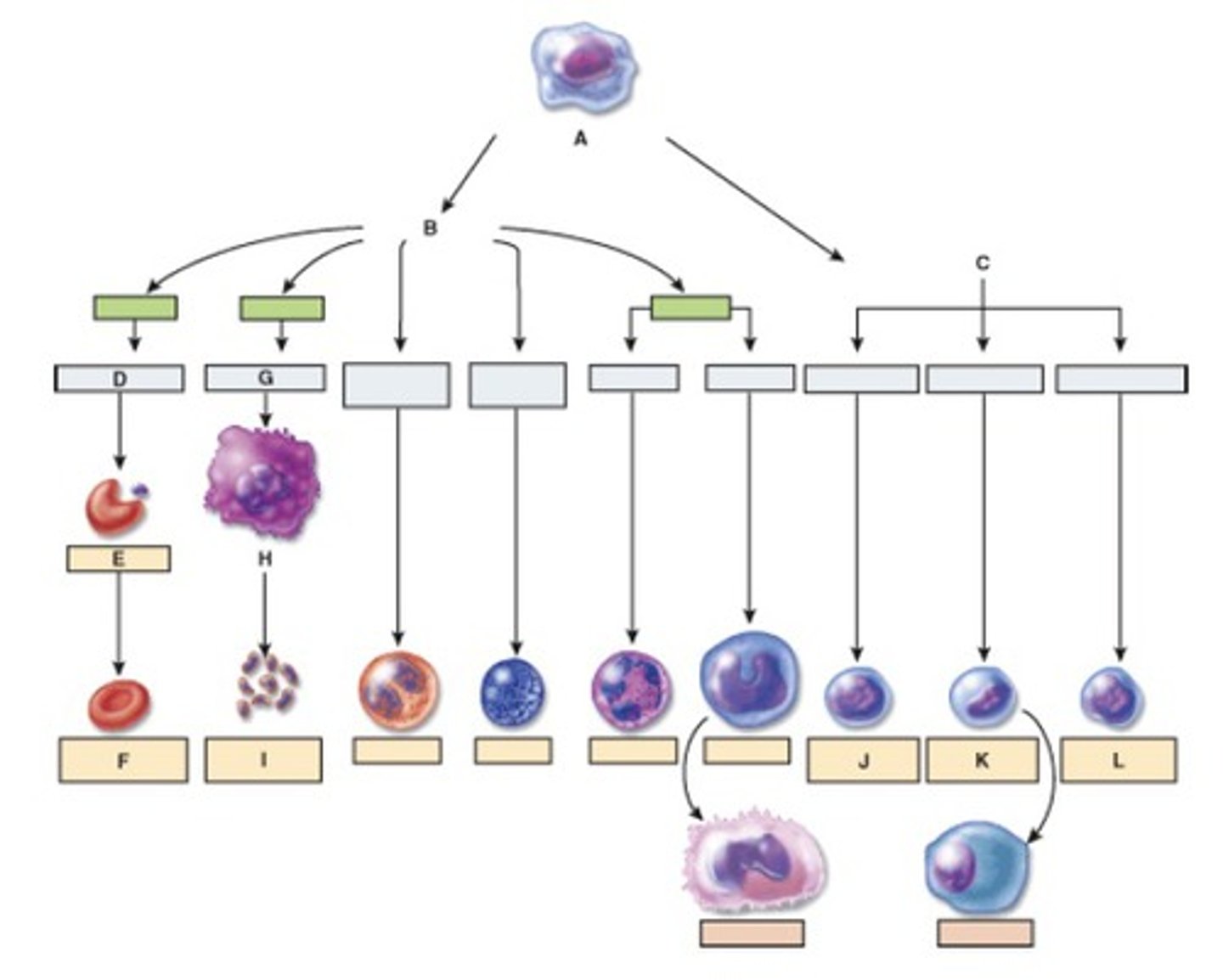 <p>-Capable of "self-renewal"</p><p>-Differentiate into all cells of the body</p><p>-Embryonic stem cells</p><p>-Considered most powerful for curing disease</p>