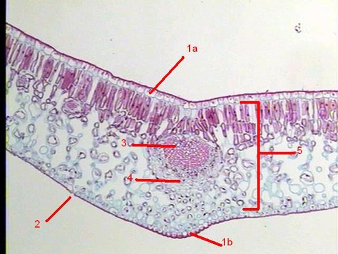 <p>-upper epidermis</p><p>-mesophyll</p><p>-lower epidermis</p><p>-central vein/vascular bundle</p>
