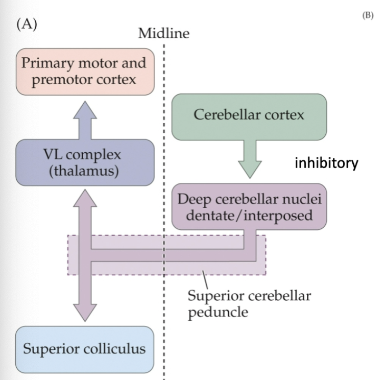 <p>Deep cerebellar nuclei dentate → superior colliculus OR VL complex (thalamus)</p>