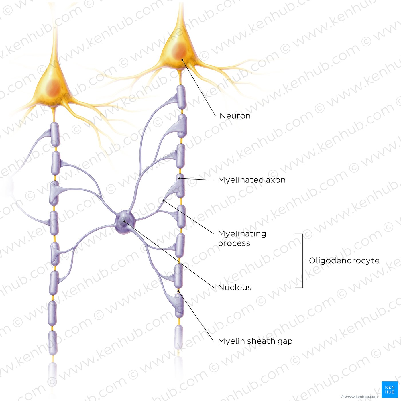 <p>What are oligodendrocytes and what do they do? What does it look like?</p>