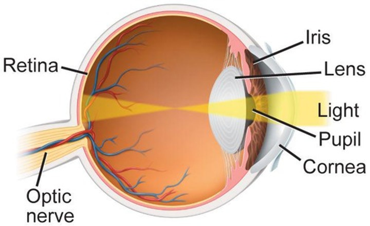 <p>Transparent front part of the eye.</p>