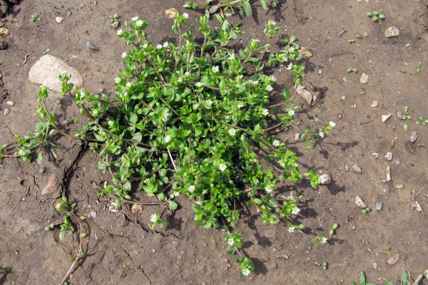 <p>Common chickweed - <em>Stellaria media</em></p>