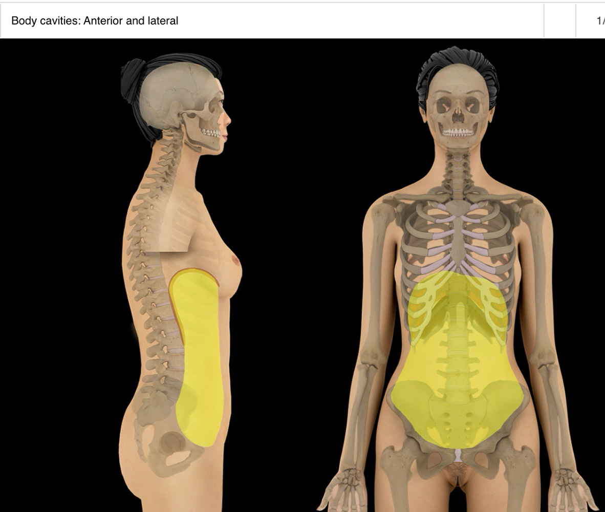 <p>abdominal cavity</p><p></p><p>-bounded by abdominal walls, thoracic diaphragm (superior), and pelvic brim (inferior)</p><p>-major organs include:</p><ol><li><p>stomach</p></li><li><p>intestines</p></li><li><p>liver</p></li><li><p>gallbladder</p></li><li><p>spleen</p></li><li><p>pancreas</p></li><li><p>kidneys + ureters</p></li><li><p>suprarenal planes</p></li><li><p>aorta</p></li><li><p>inferior vena cava</p></li><li><p>lumbar nerve plexus </p></li></ol><p>-locale: abdominal region</p><p></p><p>-inferior part of abdominal cavity is the greater (false) pelvis (eg btwn iliac fossa, superior to pelvic inlet)</p>