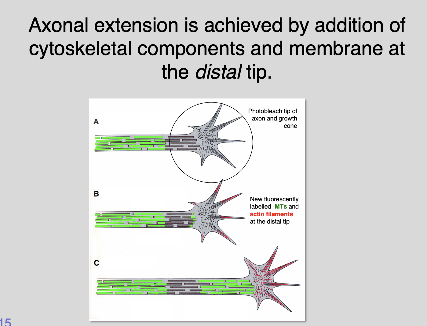 <ol><li><p><strong>Cultured microtubules fluorescently labelled</strong></p><ul><li><p>if a small spot of fluorescence is <strong>photo</strong> bleached with laser near distal end→ the bleached spot remains stationary <strong>but</strong> the axonal extension continues</p></li><li><p>can see where new radiolabelled components are added</p></li><li><p>Suggests→ <strong>axons extend by inserting new microtubule building</strong> <strong>components at their distal tips</strong>→ PUSHING growth cones forward</p></li></ul></li><li><p><strong>Growth cone filopodia cultured neurons</strong></p><ul><li><p>shows tugging on other axons</p></li><li><p><strong>if individual filopodia lifted off substrate with fine glass needle</strong></p></li><li><p>Shows→ growth cone <strong>snaps</strong> into new direction</p></li><li><p>Suggests→ filopodia exert a tensile force</p></li></ul></li><li><p><strong>Actin depolymerising agent cytochalasin-B applied </strong>at concentrations where selectively disrupts the formation of filopodia at the growth cone </p><ul><li><p>affects most senstiive part to the drug)</p></li><li><p>Shows→ slowing down and <strong>stabilising</strong> of axonal growth</p><ul><li><p>Pathfinding ability is also lost</p></li></ul></li></ul></li></ol><p></p>