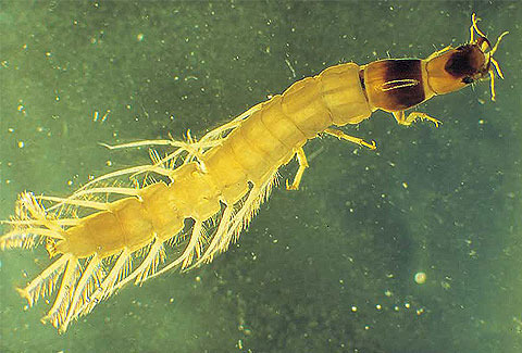 <img src="https://knowt-user-attachments.s3.amazonaws.com/55646611-f445-4996-802f-71e6929cfade.jpg" data-width="100%" data-align="center"><img src="https://knowt-user-attachments.s3.amazonaws.com/7553d7bc-de55-42c9-98e9-54000d7953f5.jpg" data-width="100%" data-align="center"><p></p>