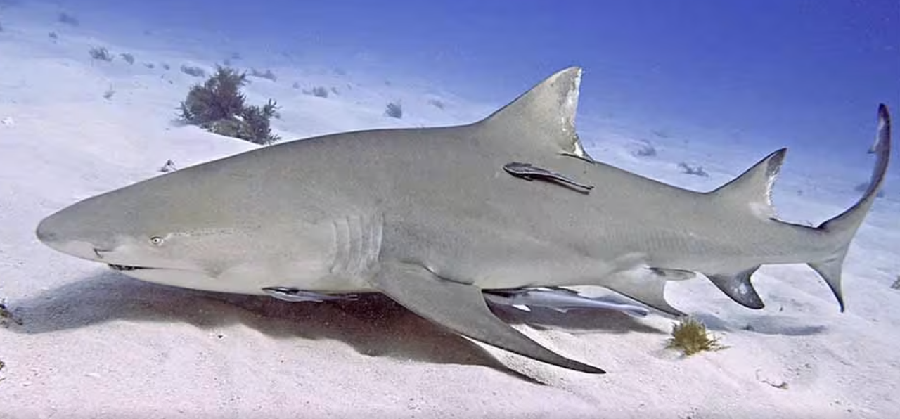 <p>ground sharks (tiger sharks, blue sharks, hammerheads, bull sharks, cat sharks)</p><p></p><p>Key Traits:</p><ul><li><p>&gt;280 species</p></li><li><p>cosmopolitan marine, 2 dorsal fins without spines, anal fin, nictitating eye membrane, various reproductive modes&nbsp;</p></li></ul><p></p>