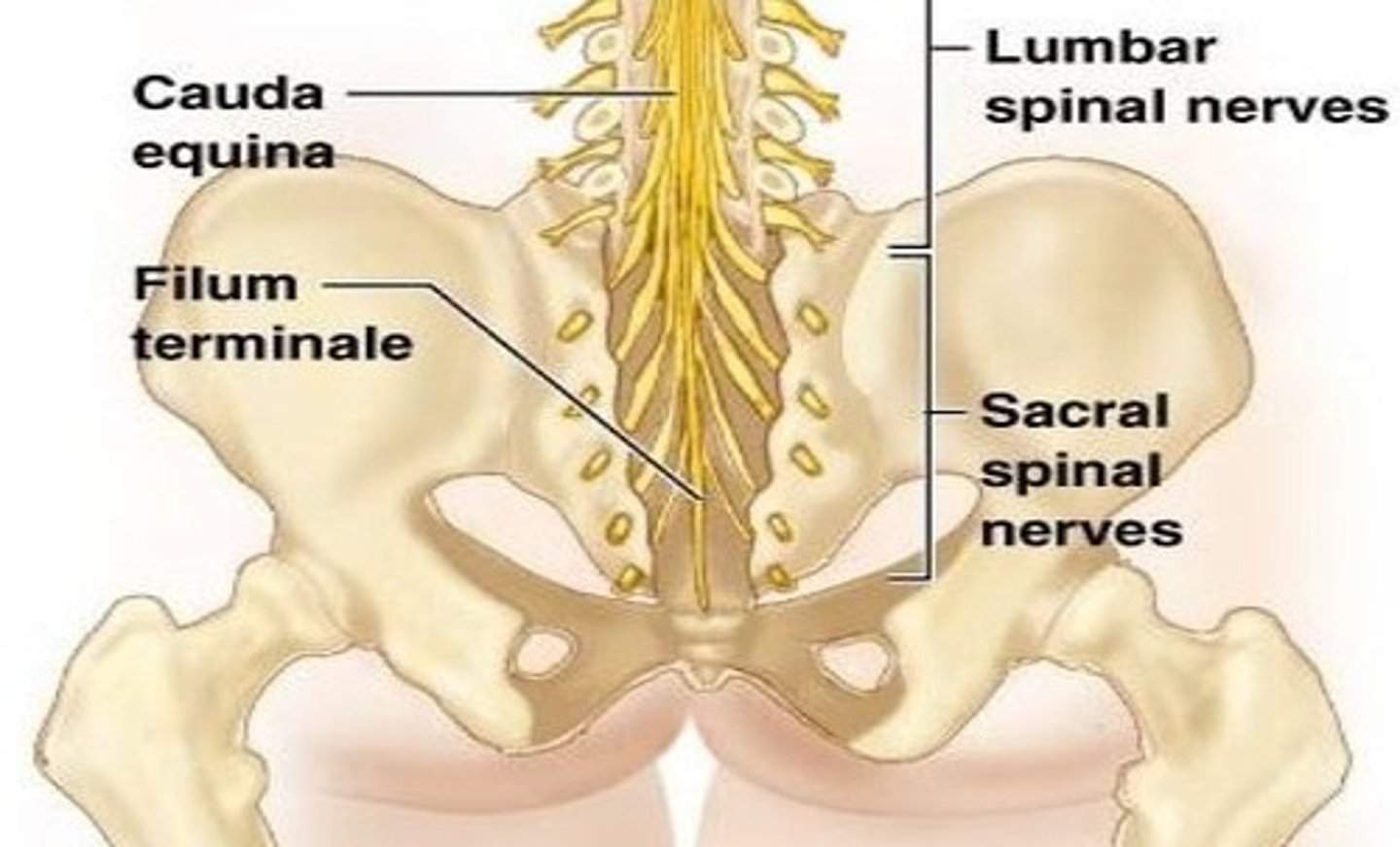 <p>extension of the pia matter that connects the inferior end of the spinal cord to the coccyx</p>