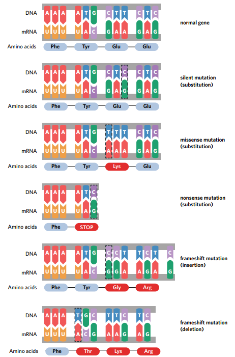 <ul><li><p><span style="font-family: Nunito, sans-serif">A change to a <mark data-color="blue" style="background-color: blue; color: inherit">single nucleotide in a gene</mark></span></p></li><li><p><span style="font-family: Nunito, sans-serif">Modifications can include <mark data-color="blue" style="background-color: blue; color: inherit">substitution of a base</mark></span></p><ul><li><p><span style="font-family: Nunito, sans-serif">Broken down into <strong><mark data-color="blue" style="background-color: blue; color: inherit">silent</mark></strong><mark data-color="blue" style="background-color: blue; color: inherit">, </mark><strong><mark data-color="blue" style="background-color: blue; color: inherit">missense </mark></strong><mark data-color="blue" style="background-color: blue; color: inherit">and </mark><strong><mark data-color="blue" style="background-color: blue; color: inherit">nonsense mutations</mark></strong> depending on their <mark data-color="blue" style="background-color: blue; color: inherit">effect on the protein produced</mark></span></p></li><li><p><span style="font-family: Nunito, sans-serif">Can also include in the <mark data-color="blue" style="background-color: blue; color: inherit">addition and deflection</mark> of a single nucleotide</span></p></li></ul></li><li><p><span style="font-family: Nunito, sans-serif">Triggers what is known as<strong> frameshift mutation</strong></span></p></li></ul><p></p>