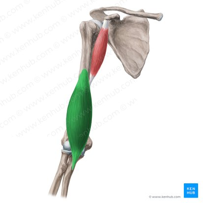 this muscle’s name is ___