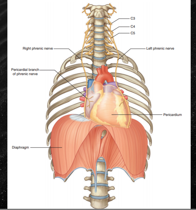 <p>phrenic nerve provides sensory innervation from the parietal pericardium, and the general visceral afferent of the vagus nerves carries pain from the visceral pericardium </p>
