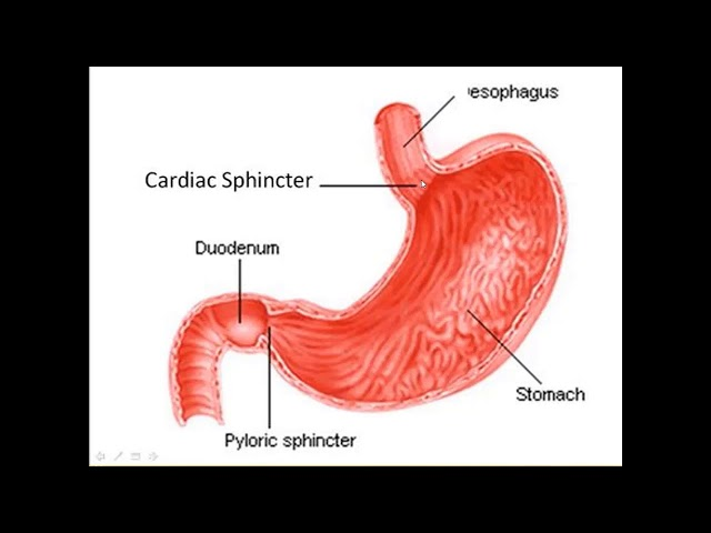 <p>The pyloric sphincter controls how much chyme leaves the stomach and prevents it from flowing backward from the small intestine.</p>
