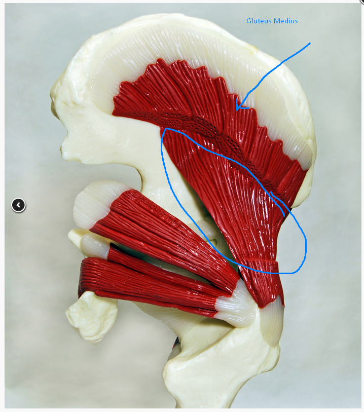 <p>what is the action of the muscle circled </p>