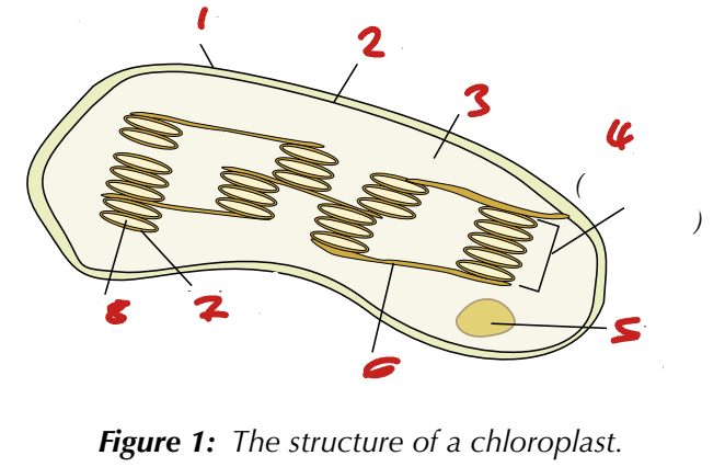 <p>Name the Organelles of the Chloroplast (1→8).</p>