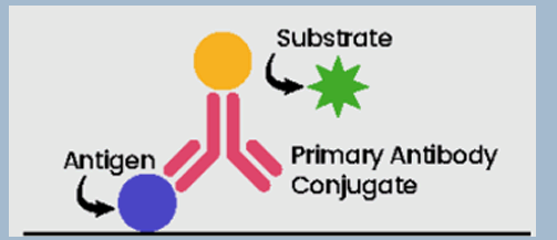 <p>Binds antigens, including the desired target, in a simple directly to the plate. An enzyme-conjugated antibody in then added as a probe for the desired analyte.</p>