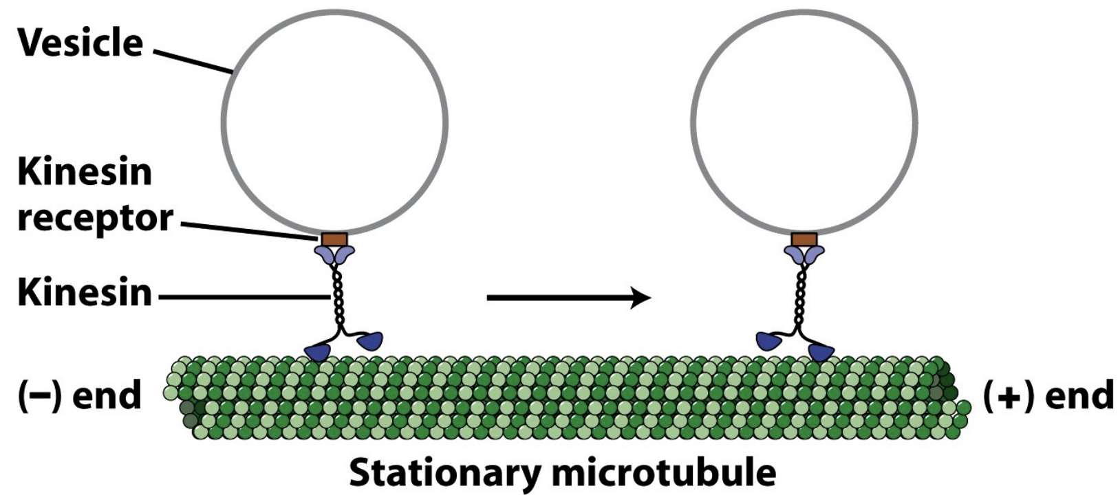 \
* Trafficking using kinesin is useful
* Kinesin walking towards (+) end carrying vesicles