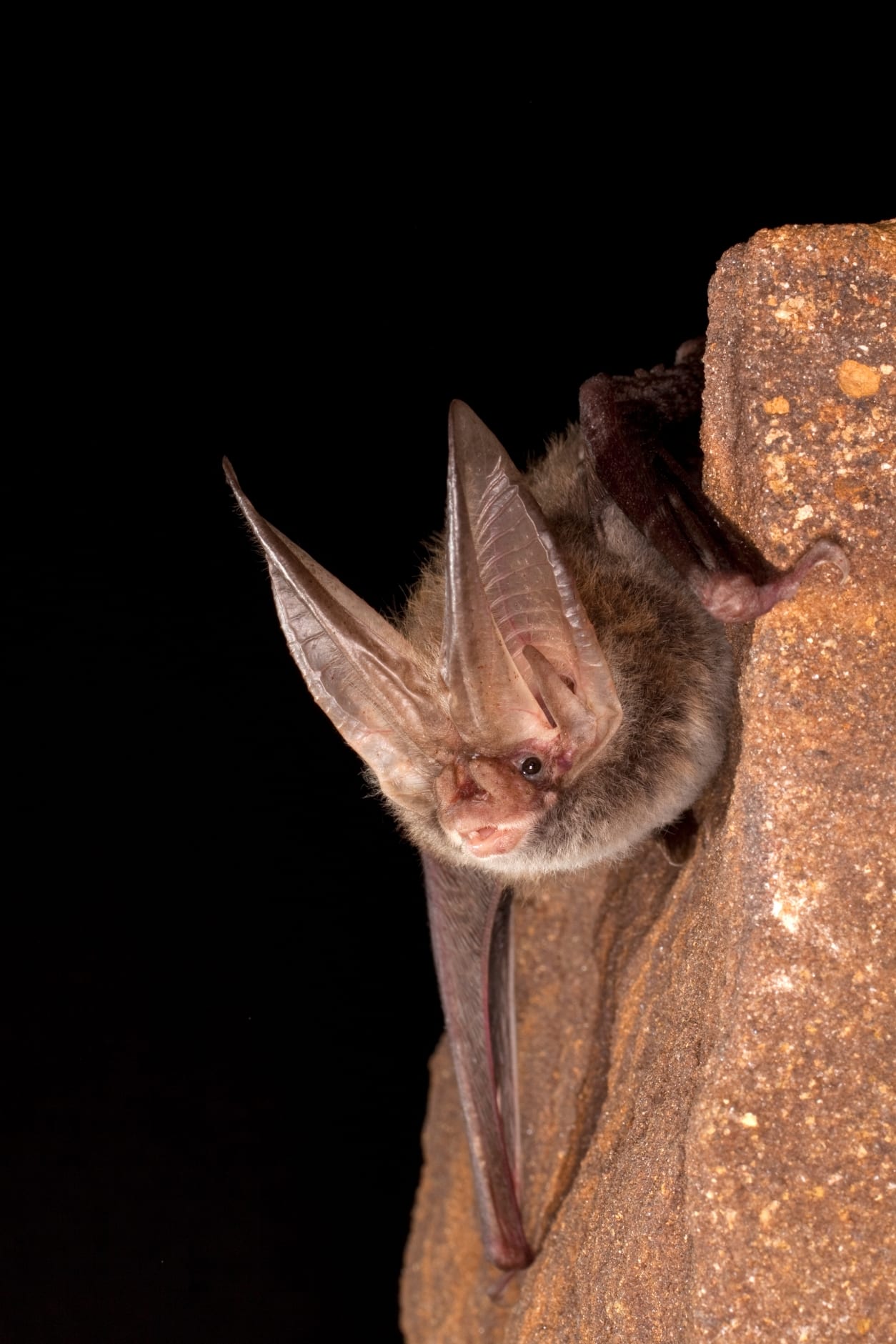 <p>Corynorhinus rafinesquii</p>