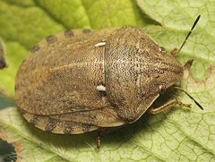 Shield bugs