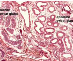 <ul><li><p>apocrine sweat gland (larger than eccrine, like in armpits)</p><ul><li><p>also has more “white” in circle in histology</p></li></ul></li><li><p>eccrine sweat gland (sweat)</p></li></ul><p></p>