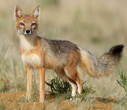 <p>hypercarnivore; smallest canid in KS; orange-tan; eyes far apart</p>