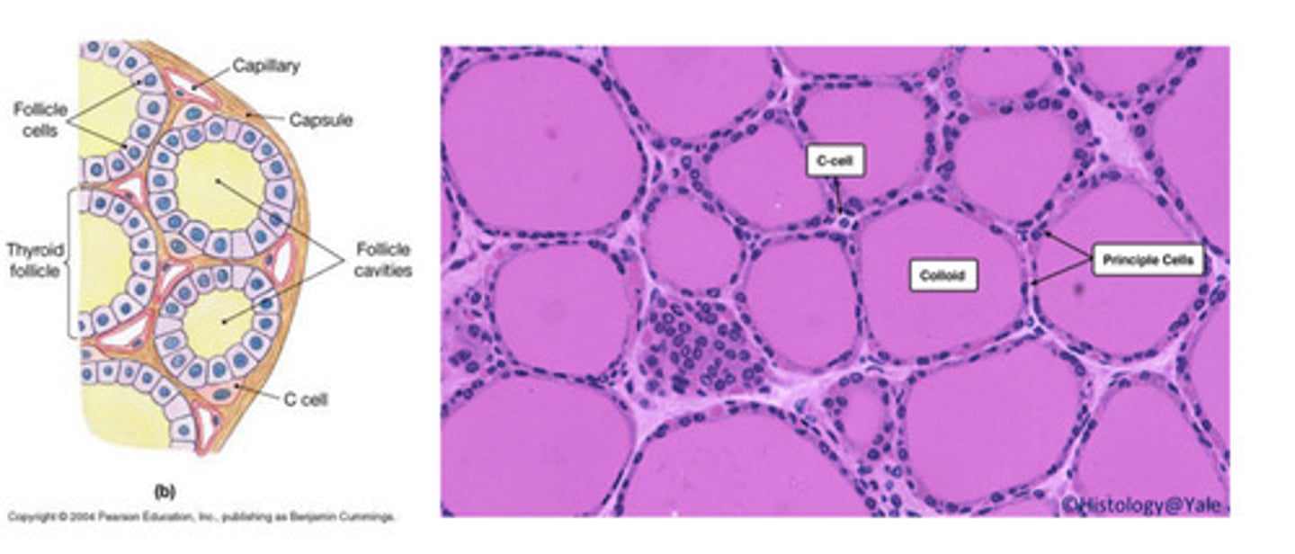 <p>- Lined by epithelial Principal cells: responsible for synthesis and secretion of</p><p>T3 and T4</p><p>- Clear Parafollicular cells (C cells): responsible for the synthesis and secrete calcitonin:</p><p>calcitonin regulates calcium homeostasis</p>