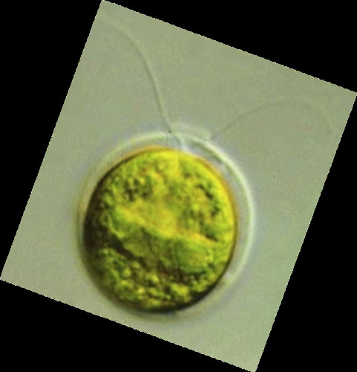 <p>(Chlorophyceae)</p><p>freshwater, unicellular, motile, contains eyespot, nucleus, 2 flagella, large crescent chloroplast w/ pyrenoid</p>