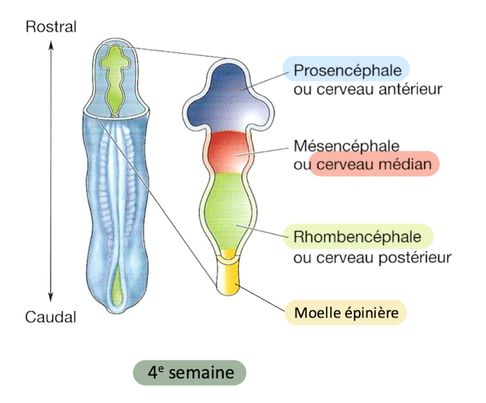<p>4e semaine </p><ul><li><p>Prosencéphale</p></li><li><p>Mésencéphale</p></li><li><p>Rhombencéphale </p></li></ul><p>+ Moelle épinière</p>