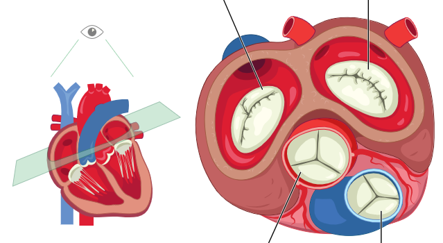 <p>Label the valves of the heart</p>