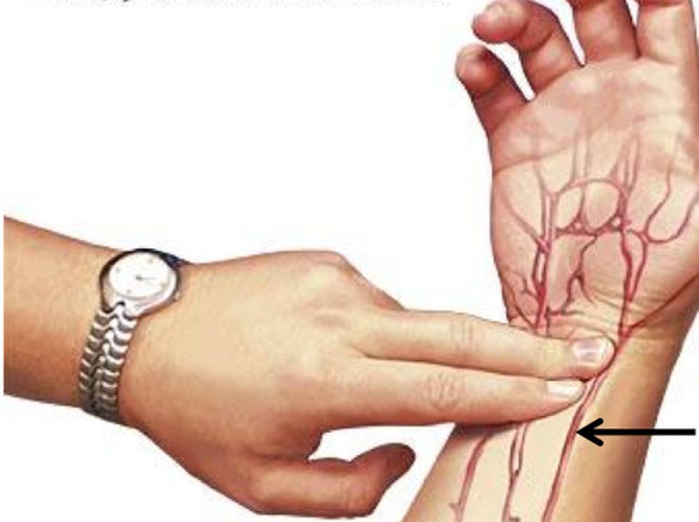 <p>Between the bone and tendon on the thumb-side of the wrist</p>