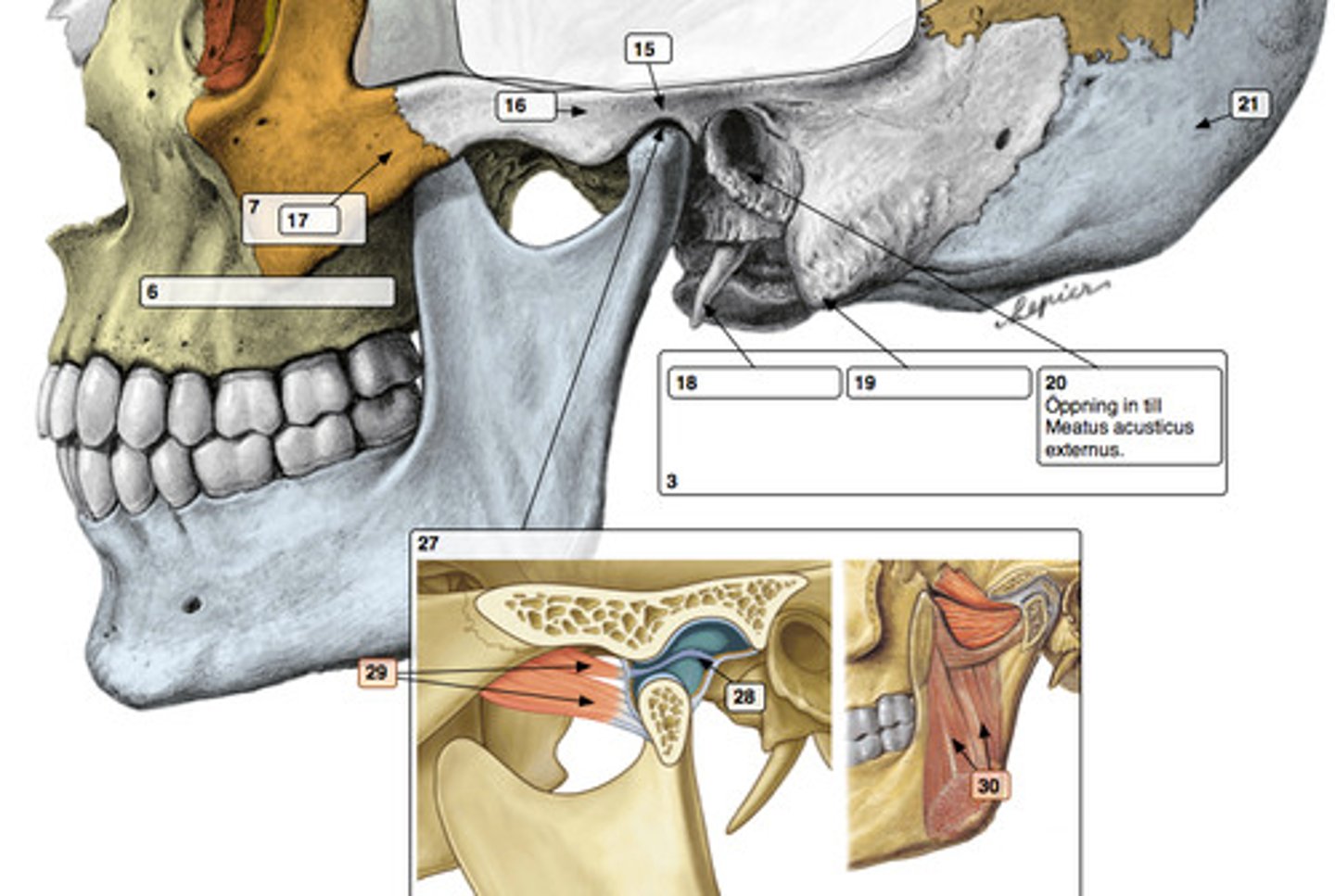 <ul><li><p><strong>Ledytor:</strong> Täcks av <strong>fibröst brosk</strong> (viktigt: ej hyalint brosk som i de flesta andra leder).</p></li><li><p><strong>Benstrukturer:</strong> * <em>Caput mandibulae</em> (ledhuvudet på underkäken).</p><ul><li><p><em>Fossa mandibularis</em> (ledgropen i tinningbenet).</p></li><li><p><em>Tuberculum articulare</em> (ledknölen framför gropen).</p></li></ul></li><li><p><strong>Mjukvävnad:</strong></p><ul><li><p><em>Discus articularis</em> (en tät bindvävsskiva som delar leden i en <strong>övre och nedre ledkammare</strong>).</p></li><li><p><em>Capsula articularis</em> (ledkapsel av bindväv).</p></li><li><p><strong>Ligament</strong> (som stabiliserar och begränsar rörelserna, t.ex. <em>lig. temporomandibulare</em>).</p></li></ul></li><li><p><strong>Smörjning:</strong> Synovialmembran som producerar ledvätska.</p></li></ul><p></p>