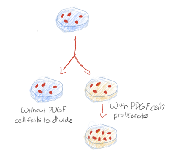 <p>Growth factors must be present for cells to divide</p><p>Growth factors are proteins produced by certain cells that stimulate other cells to divide</p><p>Example: PDGF (platelet-derived growth factor)</p>
