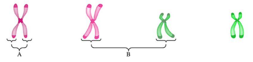 <p>The given chromosomes are derived from a diploid cell. </p><p>Which set of terms describes the chromosomes labeled A and B?</p>