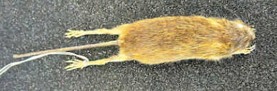 <p>Common Name?</p><p>Family?</p><p>Scientific Name?</p>