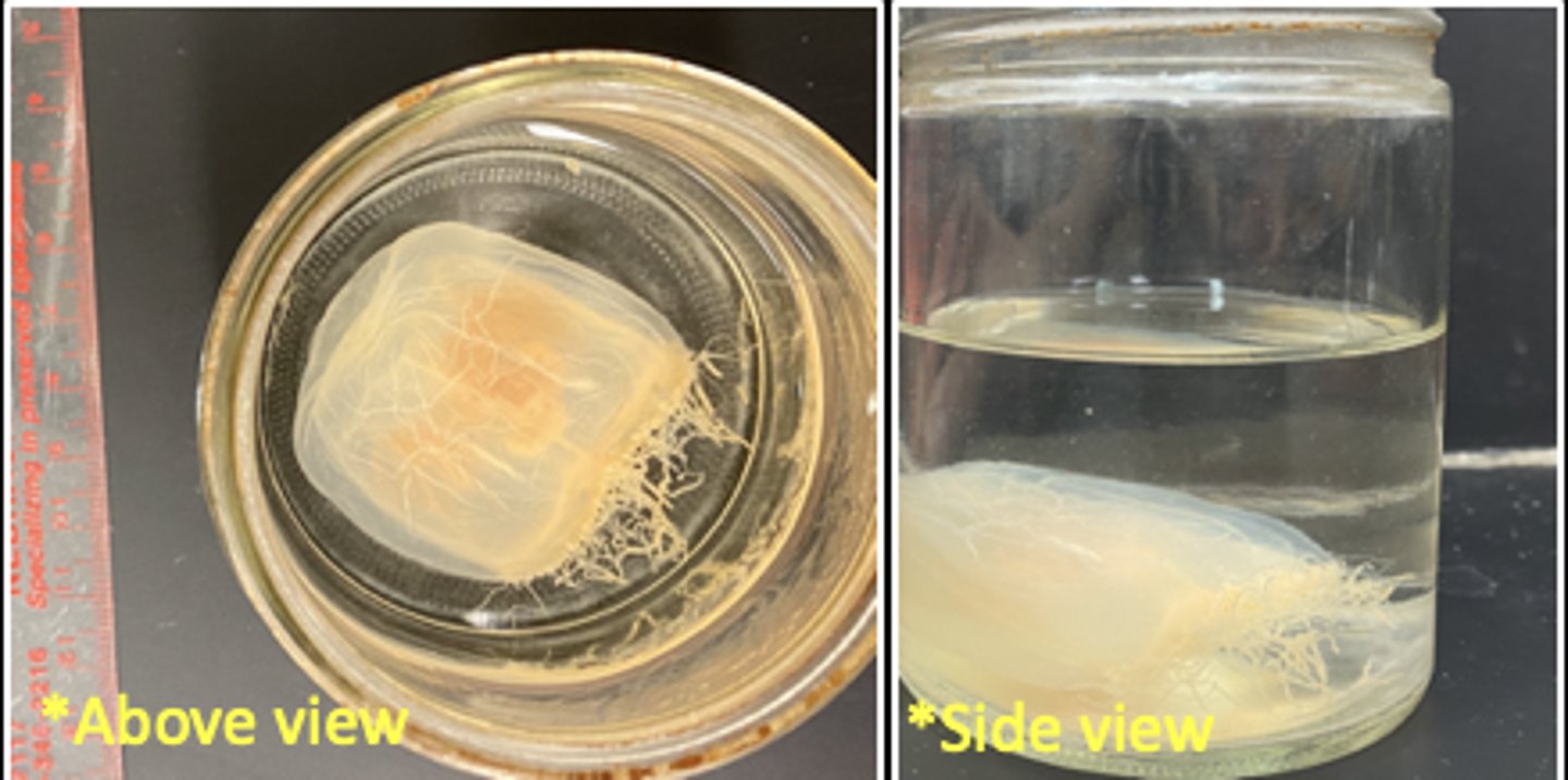 <p>Phylum: Cnidaria</p><p>Class: Hydrozoa</p><p>Body Form: Medusa</p>