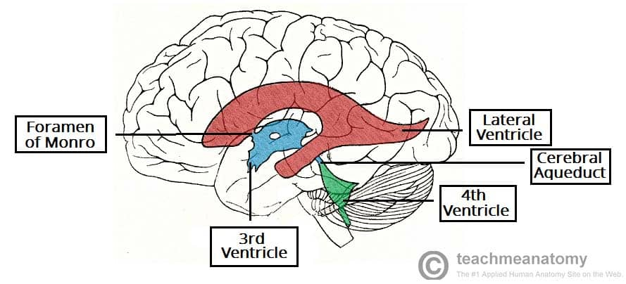 <p>Third ventricle- in diencephalon</p><p>Fourth ventricle- <span>The fourth ventricle is located </span><strong><mark>dorsal to the pons and upper medulla oblongata</mark></strong></p>
