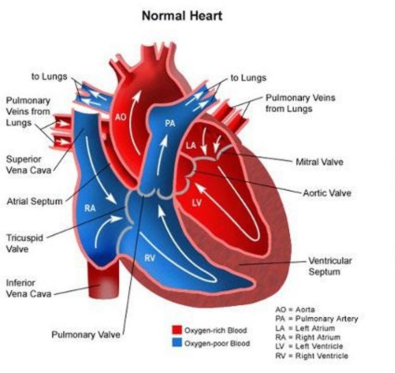 <p>Unoxygenated blood through the pulmonary circulation.</p>