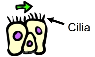 <p><span style="color: red;">Propulsion </span></p>